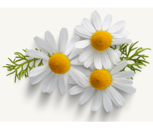 Allergy-Friendly Gardening Tips for Spring Enthusiasts